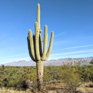 Cactus Forest Trail | Instagram: @telephonesmoothie