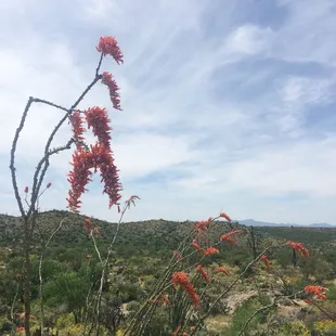Ocotillo in bloom (April)