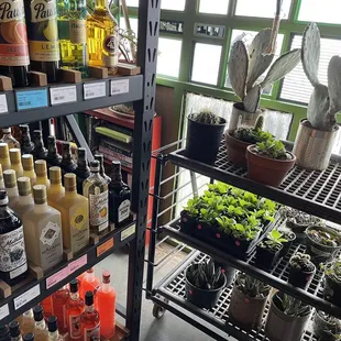 Cactus &amp; liquors