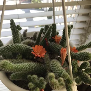 Loved this hanging, flowering cactus.