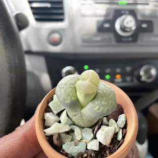 Exotic and rare plants available!