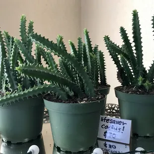 Cool and unusual cacti.