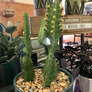Rare variegated cactus.