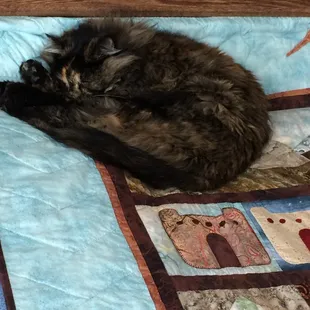 As you can see by the picture my cat loves Cat's quilt pattern that I used to make this Arizona quilt.