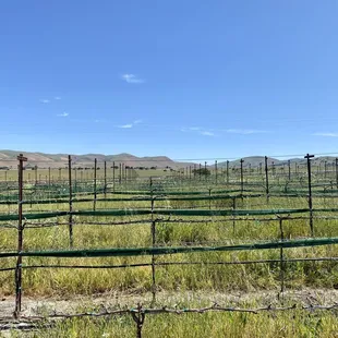 Nice view of the vineyards