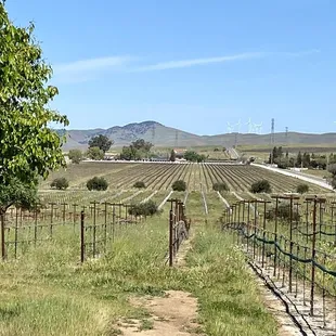 Beautiful views from the property where their tastings are held!