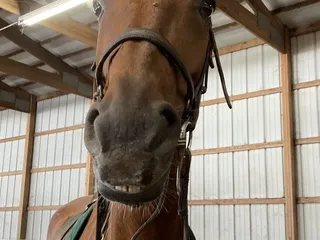 Cross Creek Stables