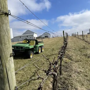 The vineyard
