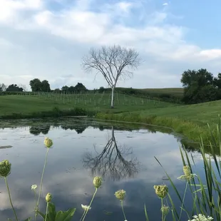 the reflection of a tree in the water