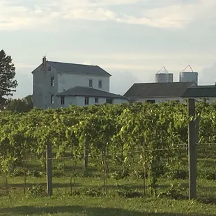 a row of vines in the foreground