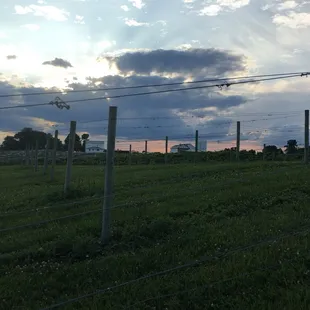 a view of the vineyard from the fence