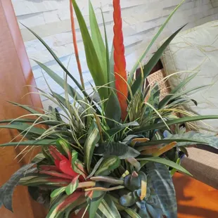 a plant in a pot on a table