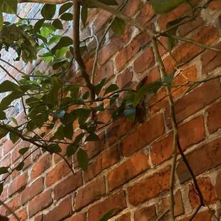 A little reptile visited is in the courtyard