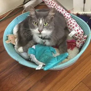 Charlotte V.