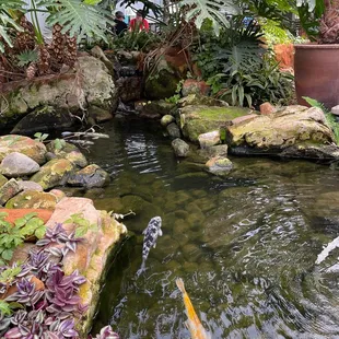 Koi pond