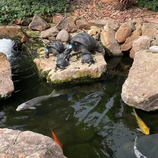 koi fish in a pond