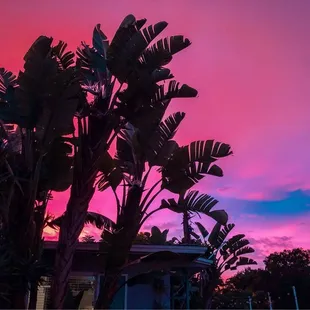 a palm tree in the foreground and a pink sky in the background