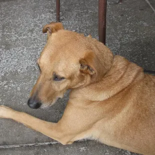 dogs allowed for patio dining