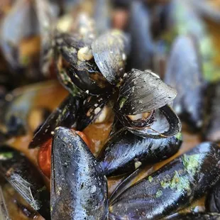Curry Mussels