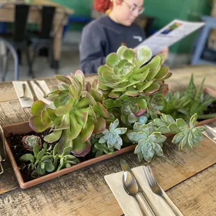 Succulent built in on our outdoor table