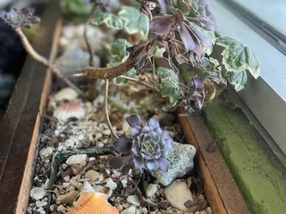 Organic Greens | Solano