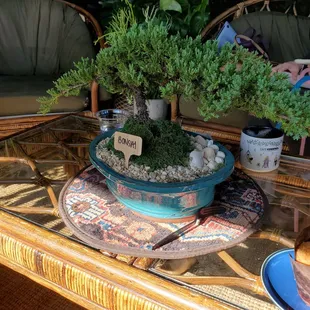 One of many plants for sale.