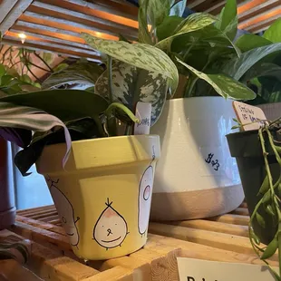 Plants for sale near the pickup counter