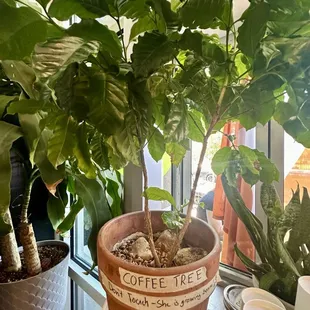 Coffee Tree