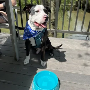 a black and white dog with a blue bandana sitting on a deck next to a bowl of water