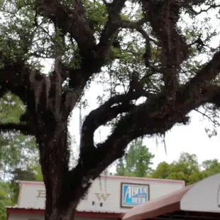 Across from Tammany trace