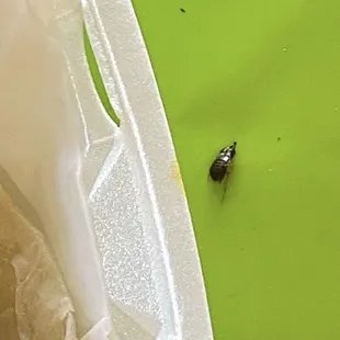Puris with dead roach on the side of the box that fell out