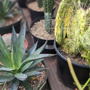 a variety of succulents