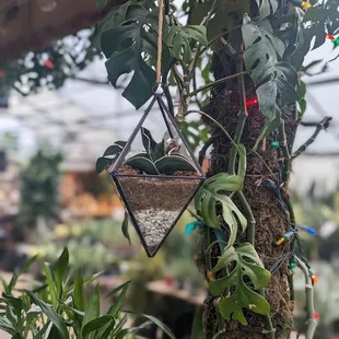 a hanging plant
