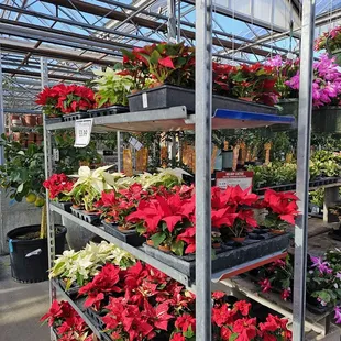 a variety of plants in a greenhouse