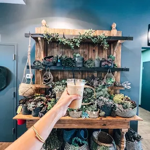 a person holding a cup of coffee in front of a display of succulents