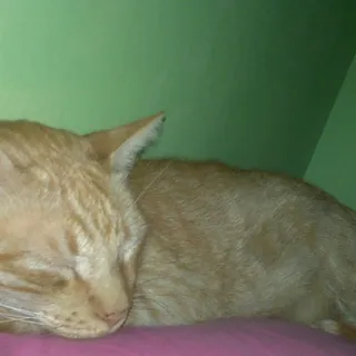 K B.