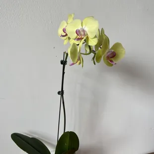 Orchids on the tables