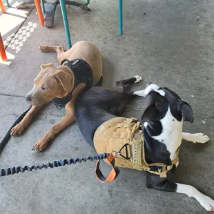 Whiskey ad Diana enjoying the patio