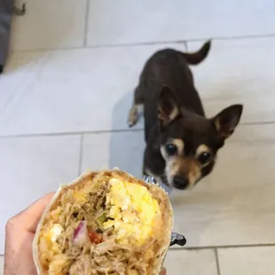 Unclear who was more excited about this burrito...