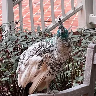 just another one hangs out on the patio