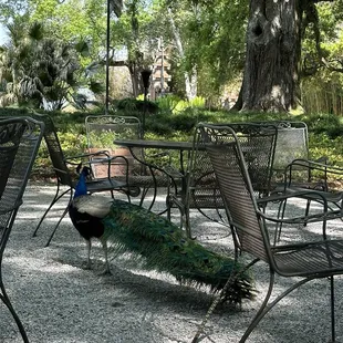 one of many beautiful peacocks