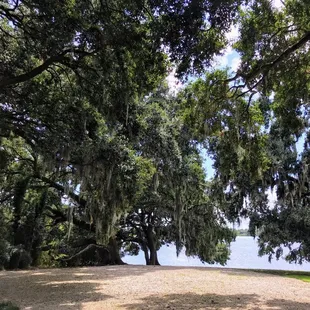 Shady Oaks