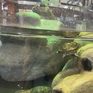a group of turtles in an aquarium