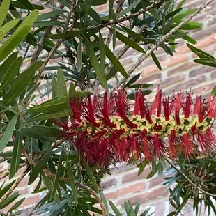 Bottle brush bush outside