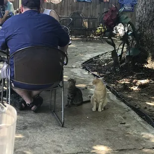 These little kitty critters frequently visit tables outside for a crumb!