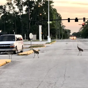 Sandhill Cranes in parking lot