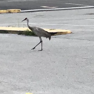 Sandhill Crane in parking lot