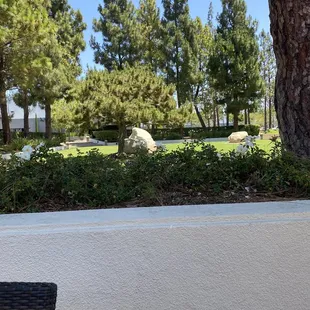 a view of a park and trees