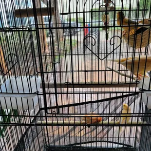 They have adorable pet birds within the store!