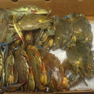 food, oysters and mussels, mussels, shellfish, oysters